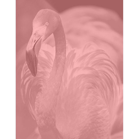 Pink Flamingo Black Modern Wood Framed Art Print with Double Matting by Phillip, Jamie