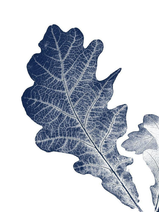 Image Only