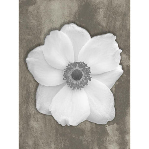 Pure White Flower Gold Ornate Wood Framed Art Print with Double Matting by Phillip, Jamie