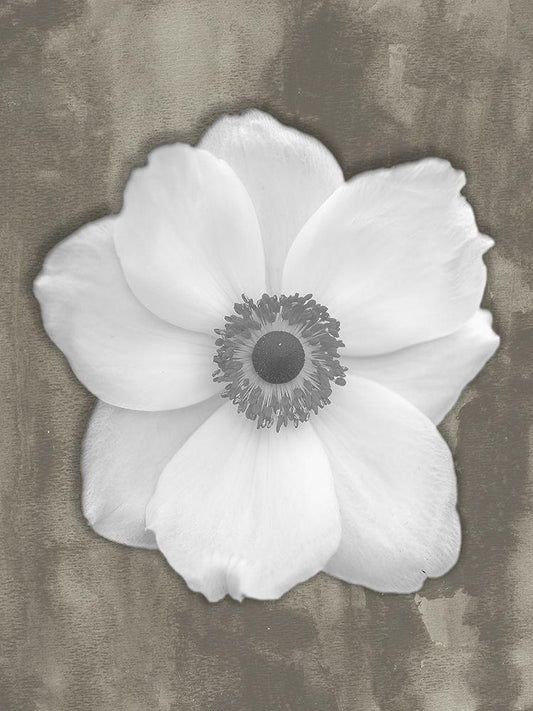 Image Only