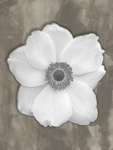 Pure White Flower Black Ornate Wood Framed Art Print with Double Matting by Phillip, Jamie