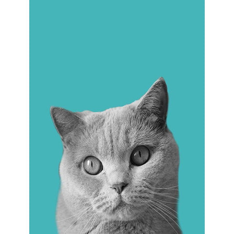 Purfect Cat White Modern Wood Framed Art Print by Phillip, Jamie