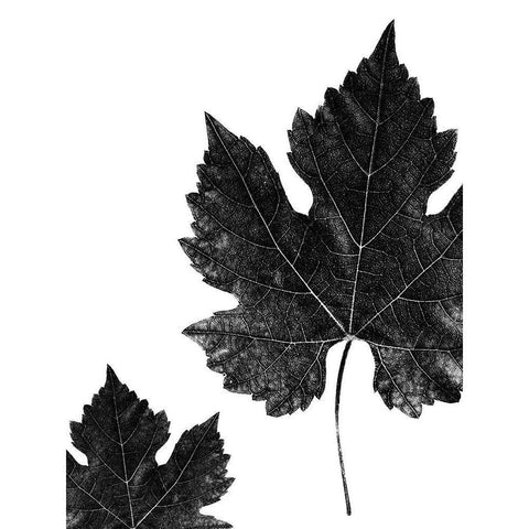 Shaded Leaf 1 Black Modern Wood Framed Art Print with Double Matting by Phillip, Jamie