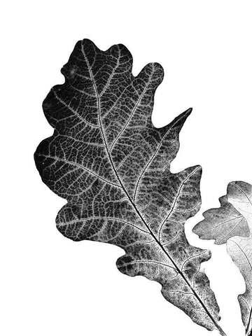 Shaded Leaf 2 Black Ornate Wood Framed Art Print with Double Matting by Phillip, Jamie