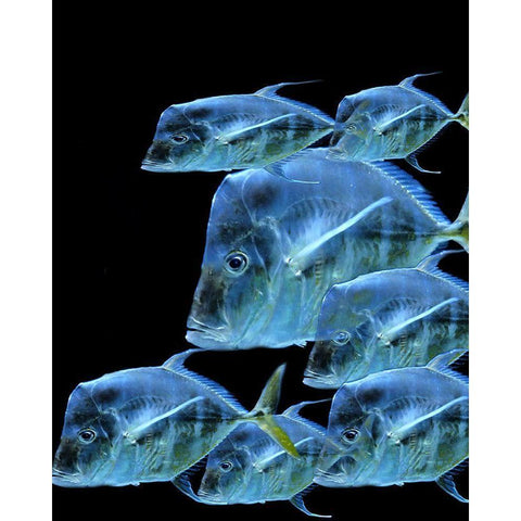 Fish Party Black Modern Wood Framed Art Print with Double Matting by Phillip, Jamie