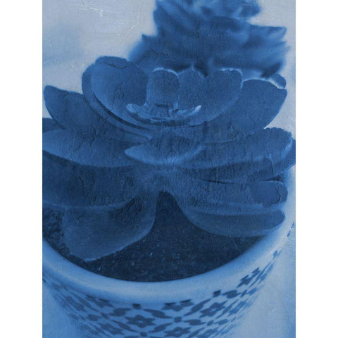 Succulent Plant 1 White Modern Wood Framed Art Print by Phillip, Jamie