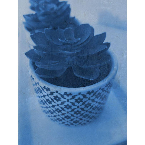 Succulent Plant 2 Black Modern Wood Framed Art Print with Double Matting by Phillip, Jamie