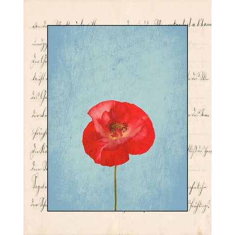 Red Flower Black Modern Wood Framed Art Print with Double Matting by Phillip, Jamie