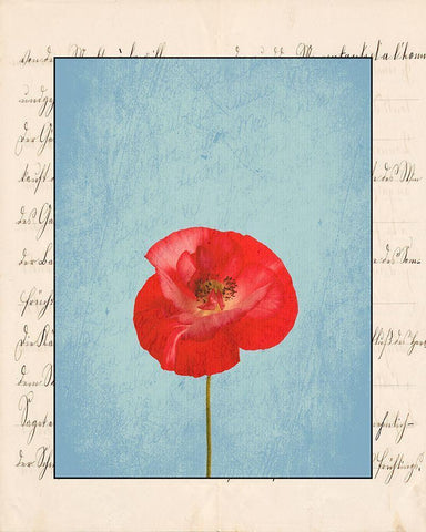 Red Flower White Modern Wood Framed Art Print with Double Matting by Phillip, Jamie