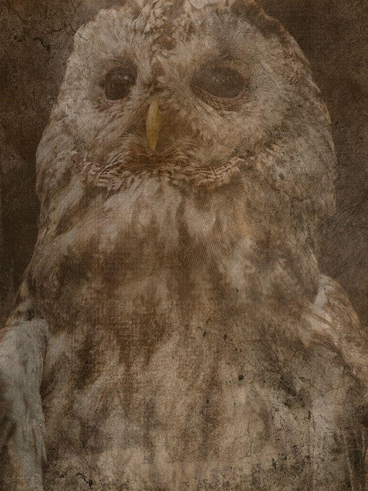 Image Only