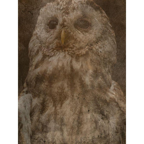 Hidden Owl White Modern Wood Framed Art Print by Phillip, Jamie