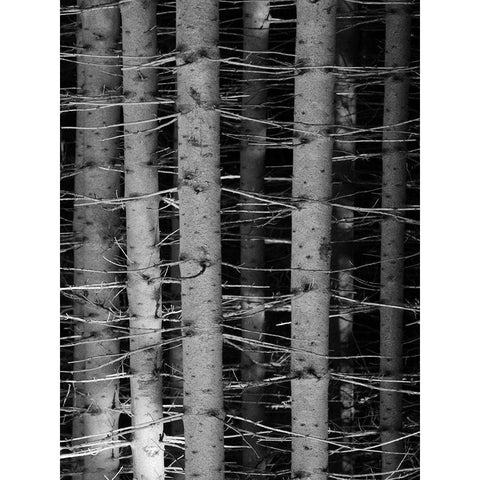 Dark Woods White Modern Wood Framed Art Print by Phillip, Jamie