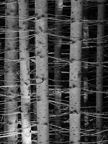 Dark Woods White Modern Wood Framed Art Print with Double Matting by Phillip, Jamie