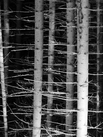 Dark Woods 2 White Modern Wood Framed Art Print with Double Matting by Phillip, Jamie