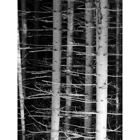 Dark Woods 2 White Modern Wood Framed Art Print by Phillip, Jamie