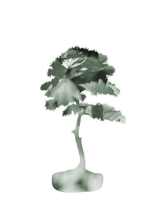 Image Only