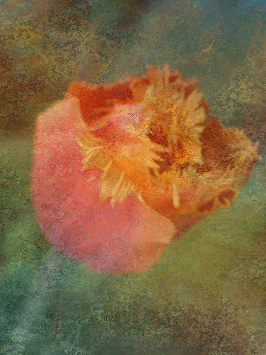 Image Only
