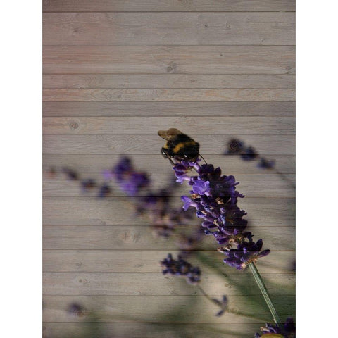 Lavender Dream Black Modern Wood Framed Art Print with Double Matting by Phillip, Jamie