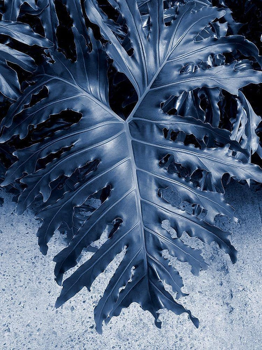 Image Only
