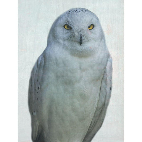 Owlways White Modern Wood Framed Art Print by Phillip, Jamie