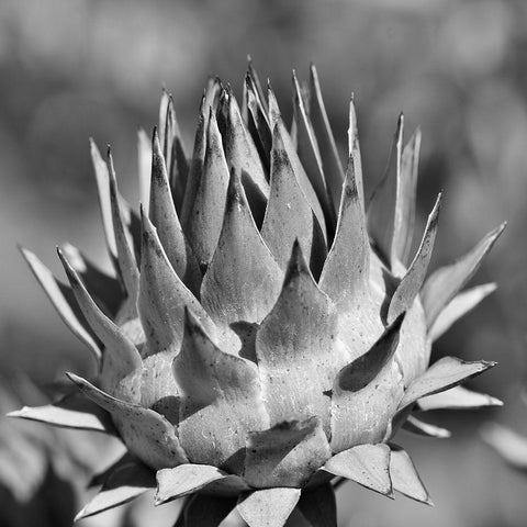 Artichoke 2 Gold Ornate Wood Framed Art Print with Double Matting by Phillip, Jamie