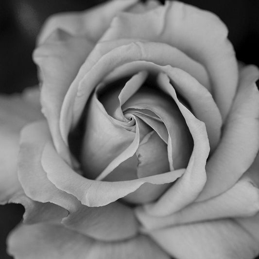 Image Only
