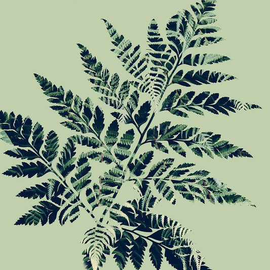 Image Only
