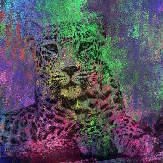Image Only