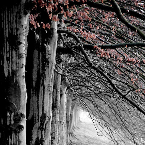 BW and Color White Modern Wood Framed Art Print by Phillip, Jamie