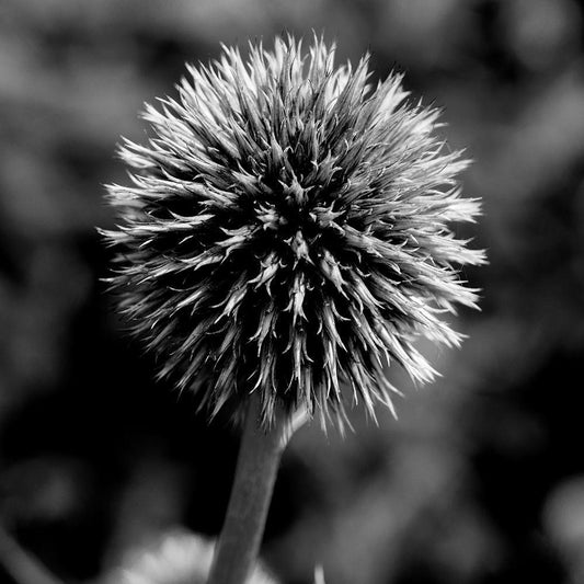 Image Only