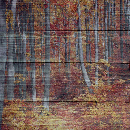 Image Only