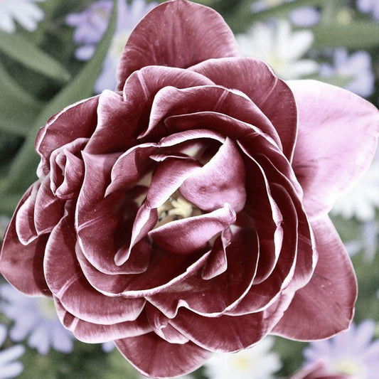 Image Only