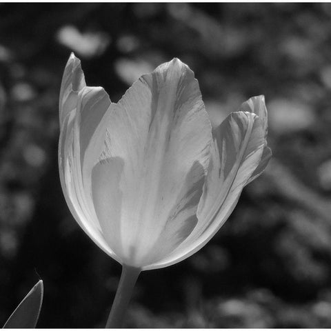 Tulip BW 2 White Modern Wood Framed Art Print by Phillip, Jamie