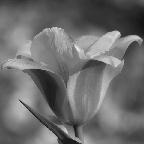 Tulip BW 3 White Modern Wood Framed Art Print by Phillip, Jamie