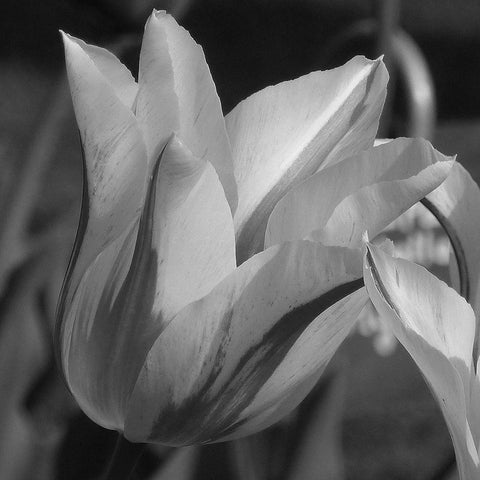 Tulip BW White Modern Wood Framed Art Print by Phillip, Jamie