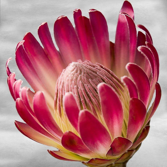 Image Only