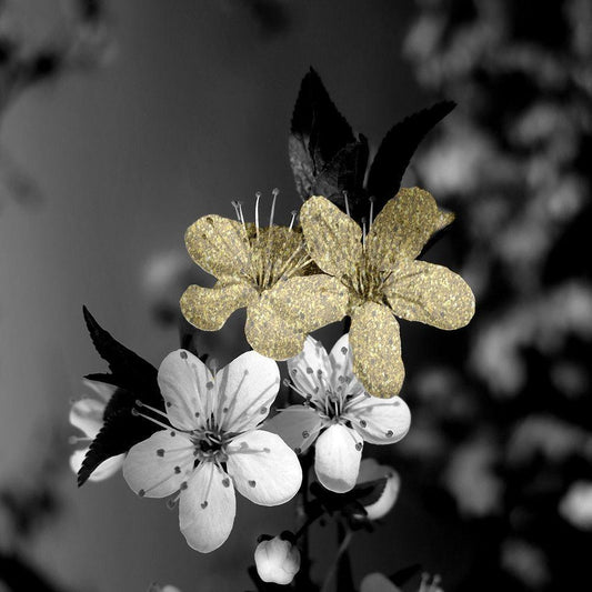Image Only