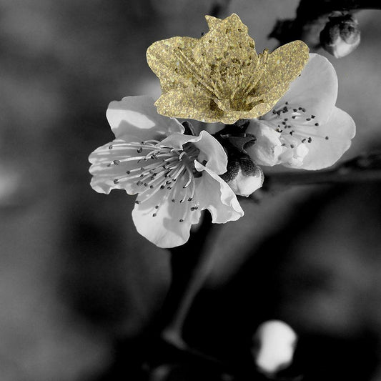 Image Only