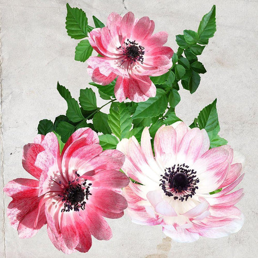Image Only