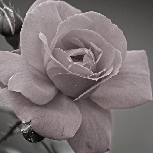 Image Only