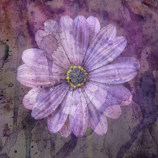 Image Only
