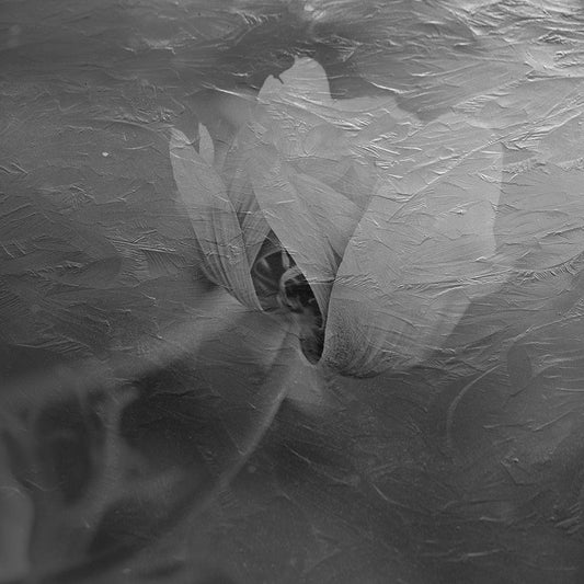 Image Only