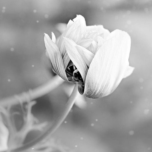 Image Only