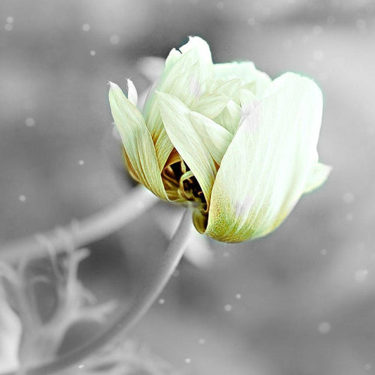 Image Only
