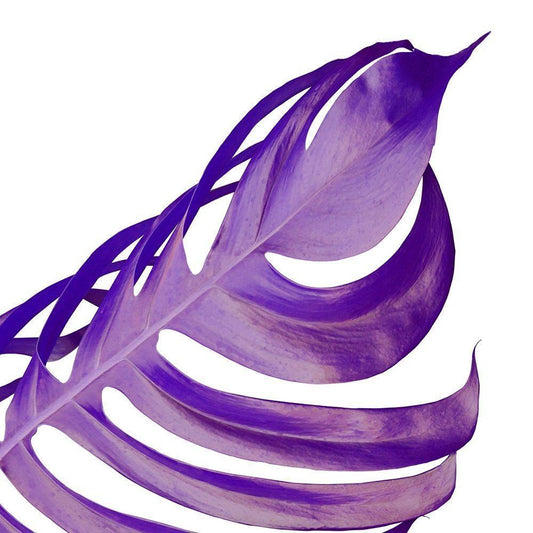 Image Only