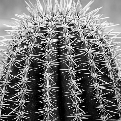 Prickly Bulb 2 White Modern Wood Framed Art Print by Phillip, Jamie