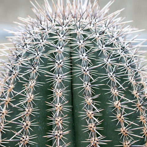 Prickly Bulb 3 Gold Ornate Wood Framed Art Print with Double Matting by Phillip, Jamie