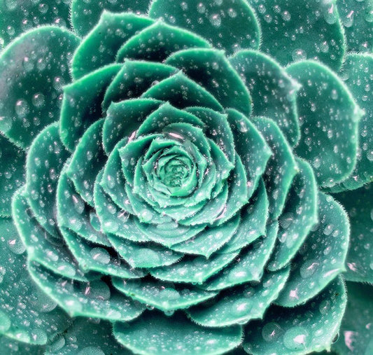 Image Only
