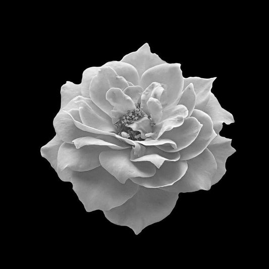 Image Only
