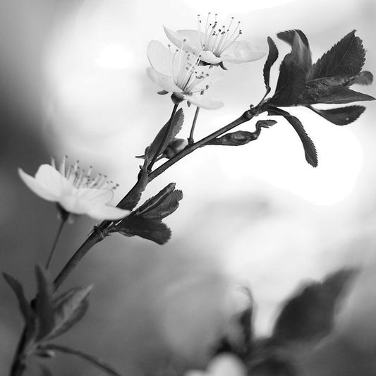 Image Only